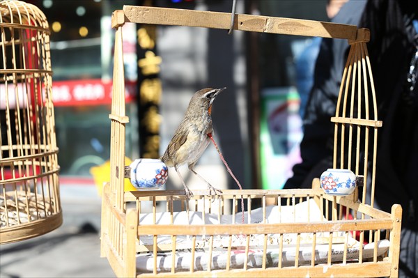 Пекин, продажа птичек